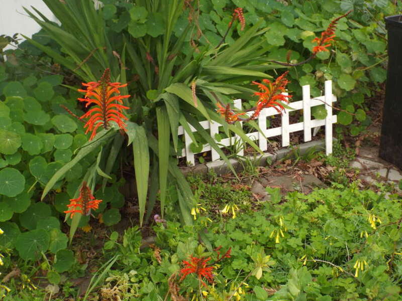 Unknown species of Chasmanthe, among nasturtiums and Bermuda buttercup, taken in my backyard.