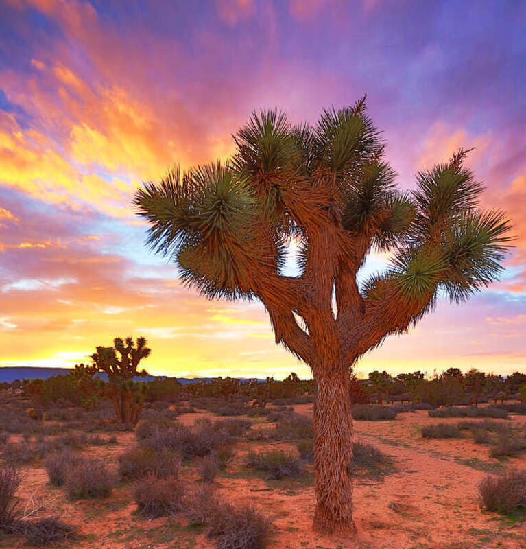 The Beauty of Joshua Trees